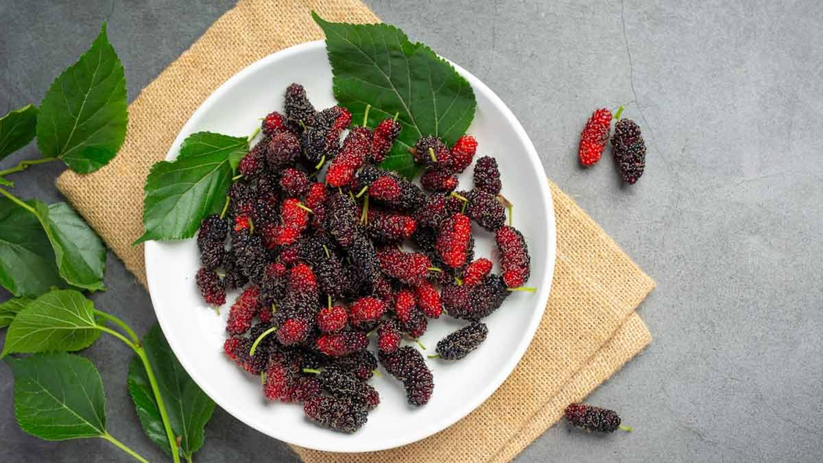 health benefits of mulberry