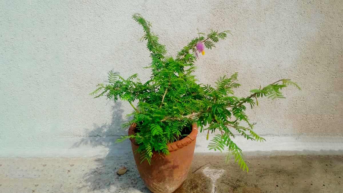 how shami plant can rempve all problems of home