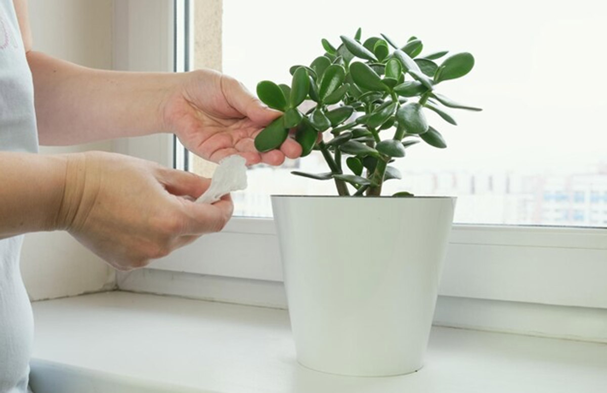 Where To Keep Jade Plant As Per Vastu Where To Keep Jade Plant As Per Vastu