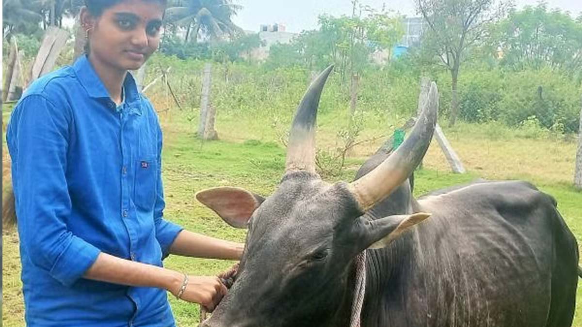 jallikattu girl