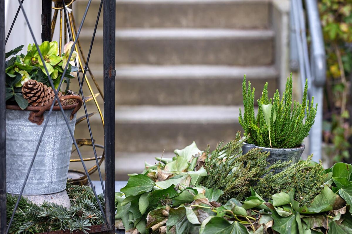 keep these plants at the main door of the house