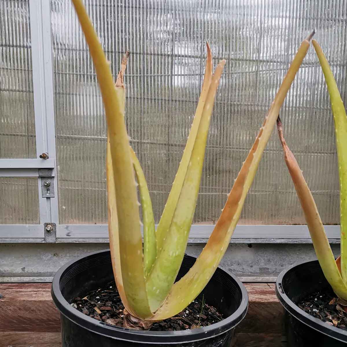 know What Pot Is Best For Aloe Vera Plant