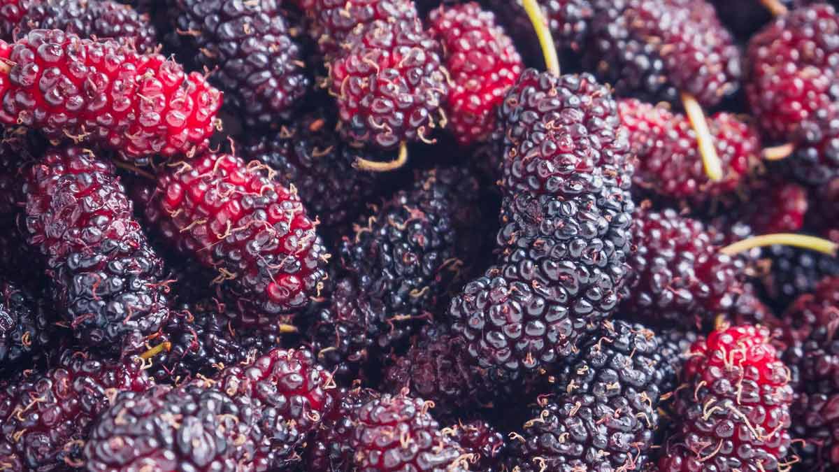 mulberry-health-benefits-in-tamil-health