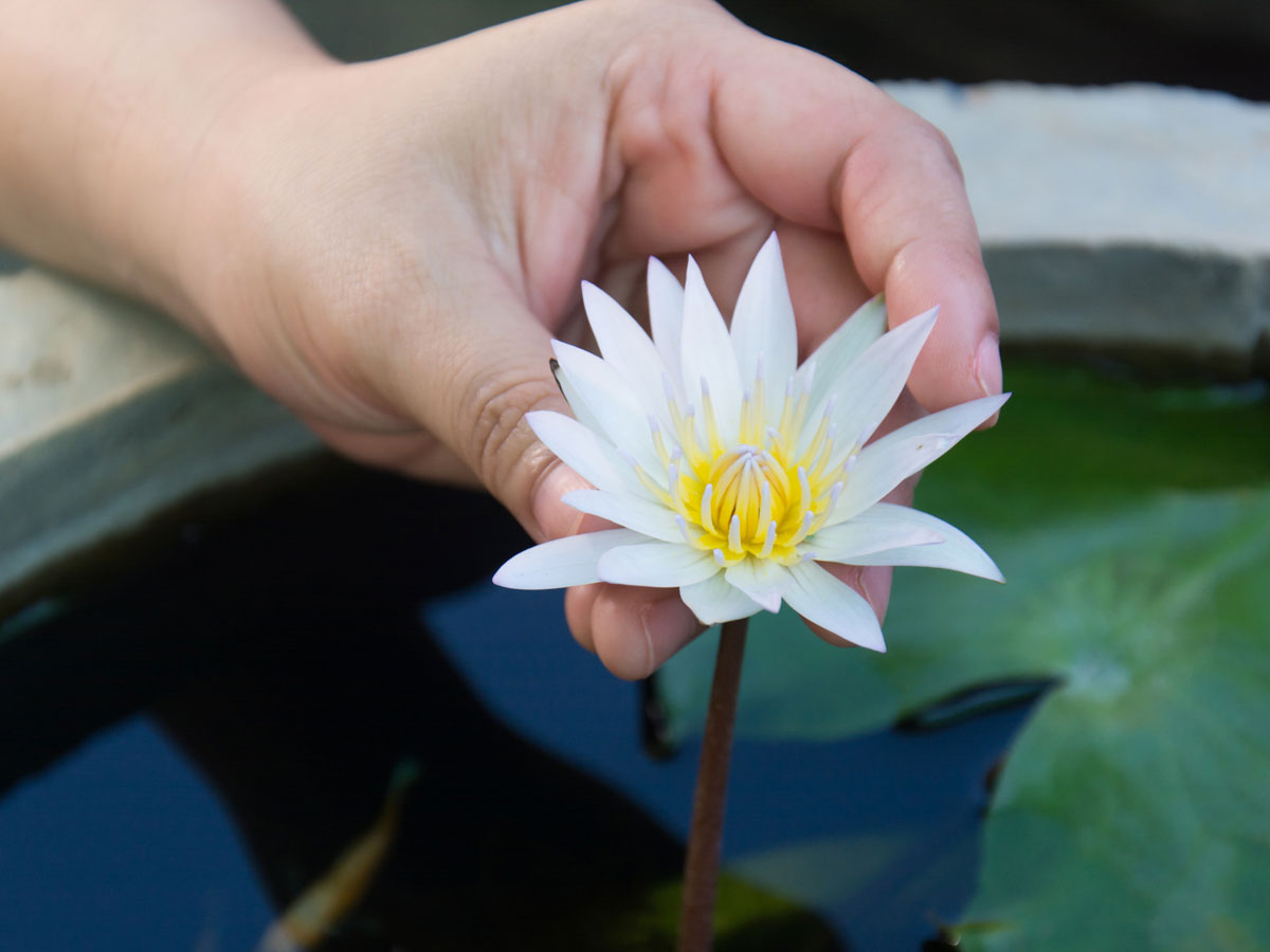 offer water lilly to ganpati