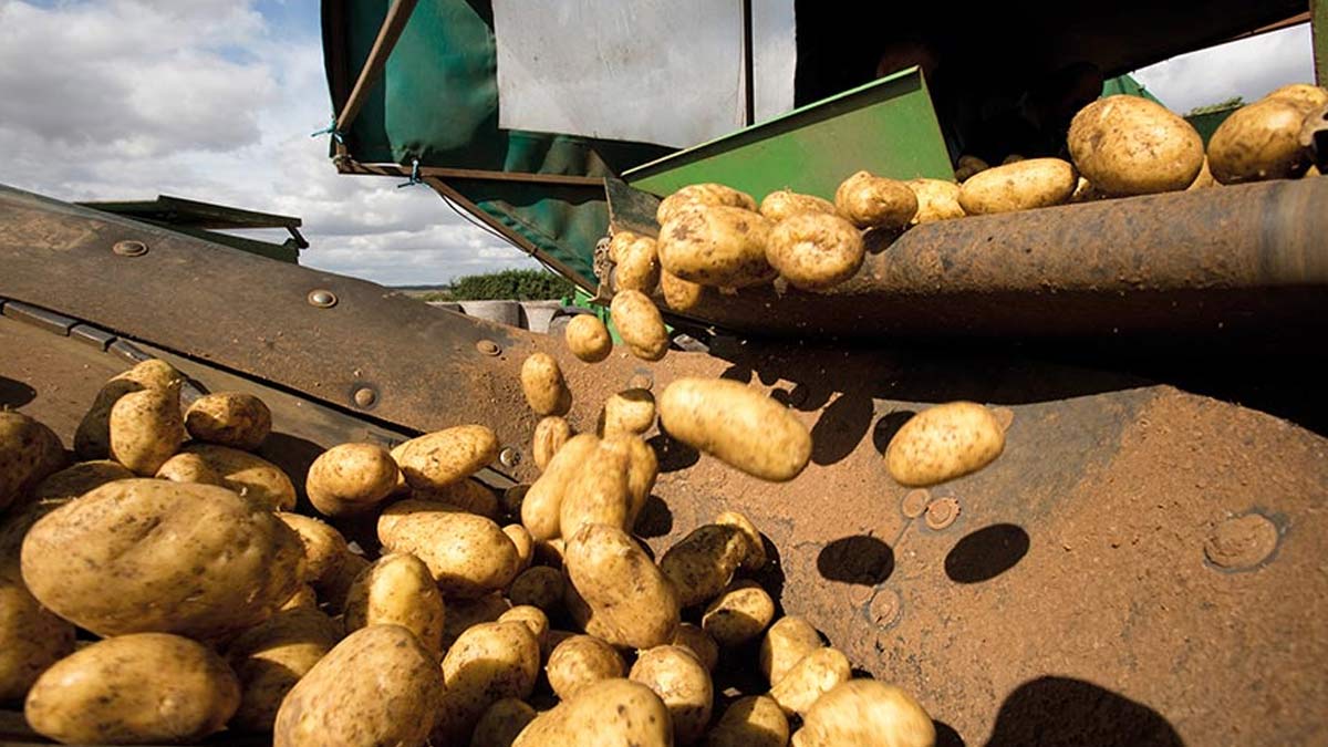 potato chips business strategy plan