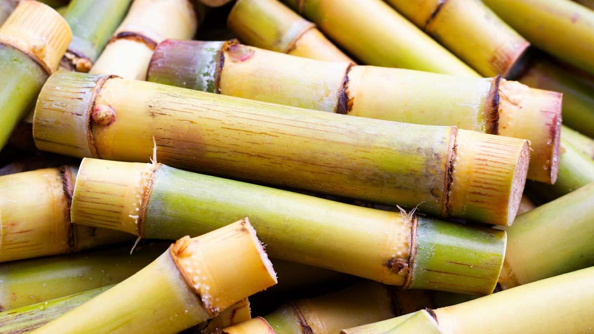 Water After Eating Sugarcaneகரும்பு சாப்பிட்ட உடன் தண்ணீர் why we