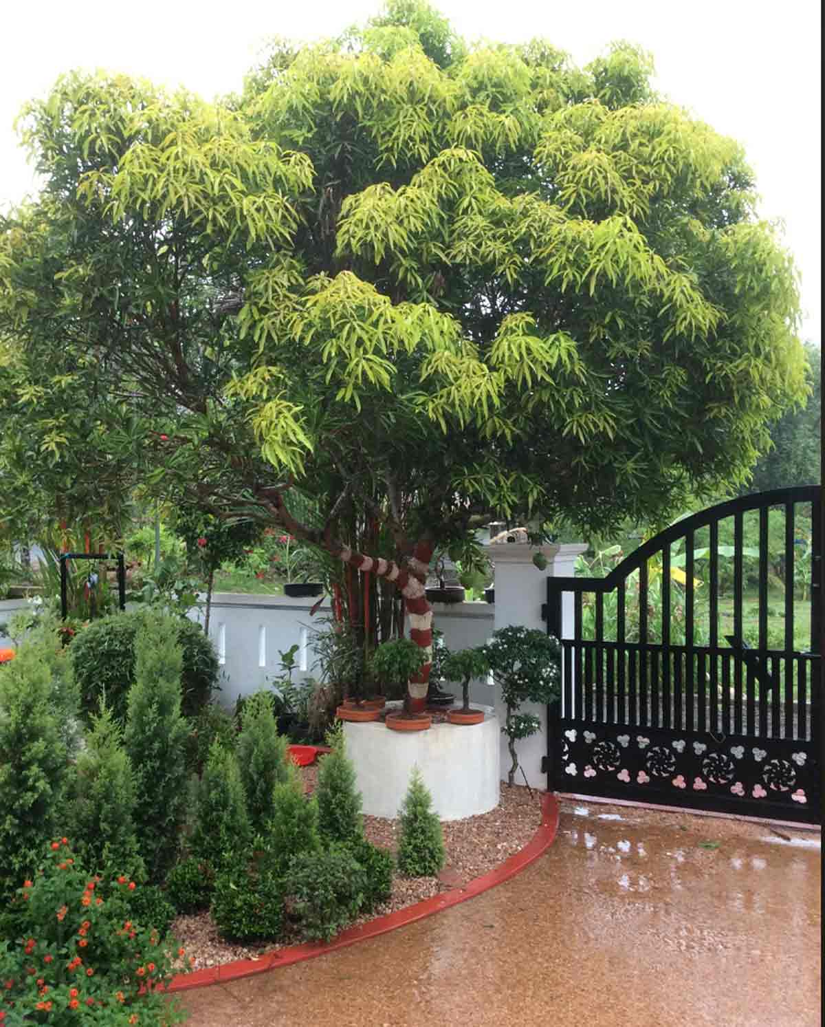 trees at home for planets