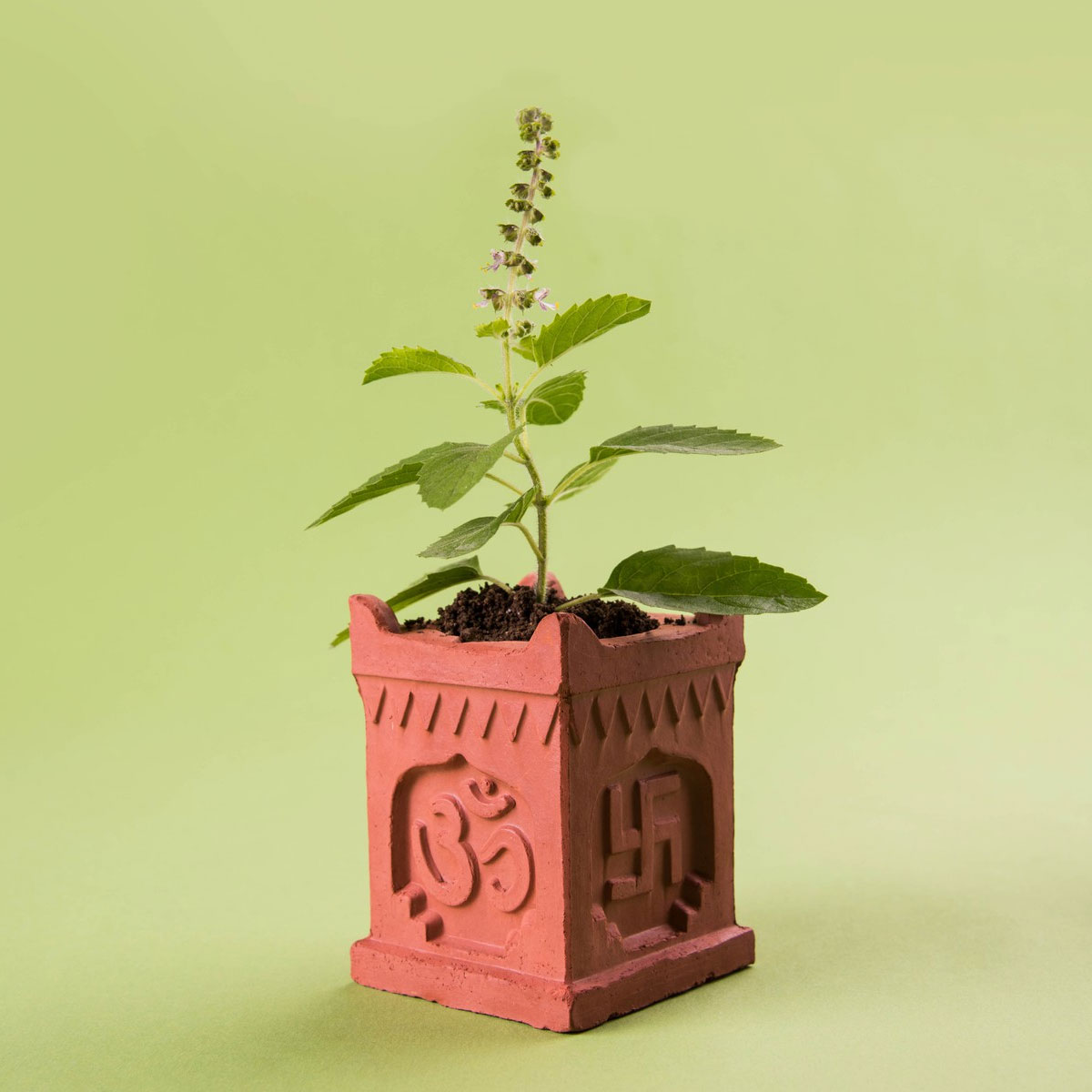 तुलसी का पौधा tulsi vastu for new year