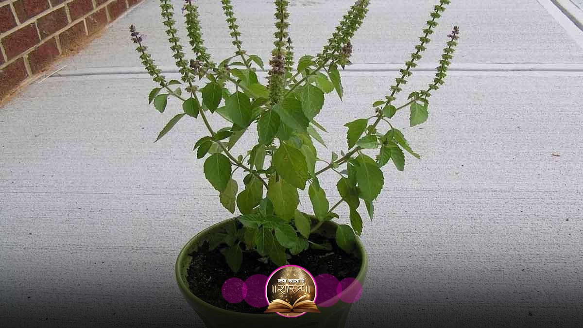 why should not touch tulsi plant at night vastu