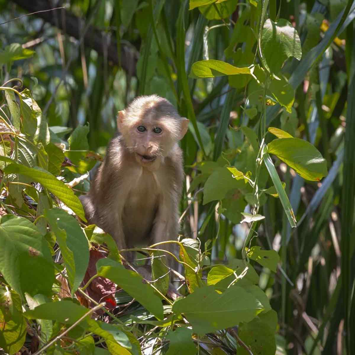 Save plants from monkeys