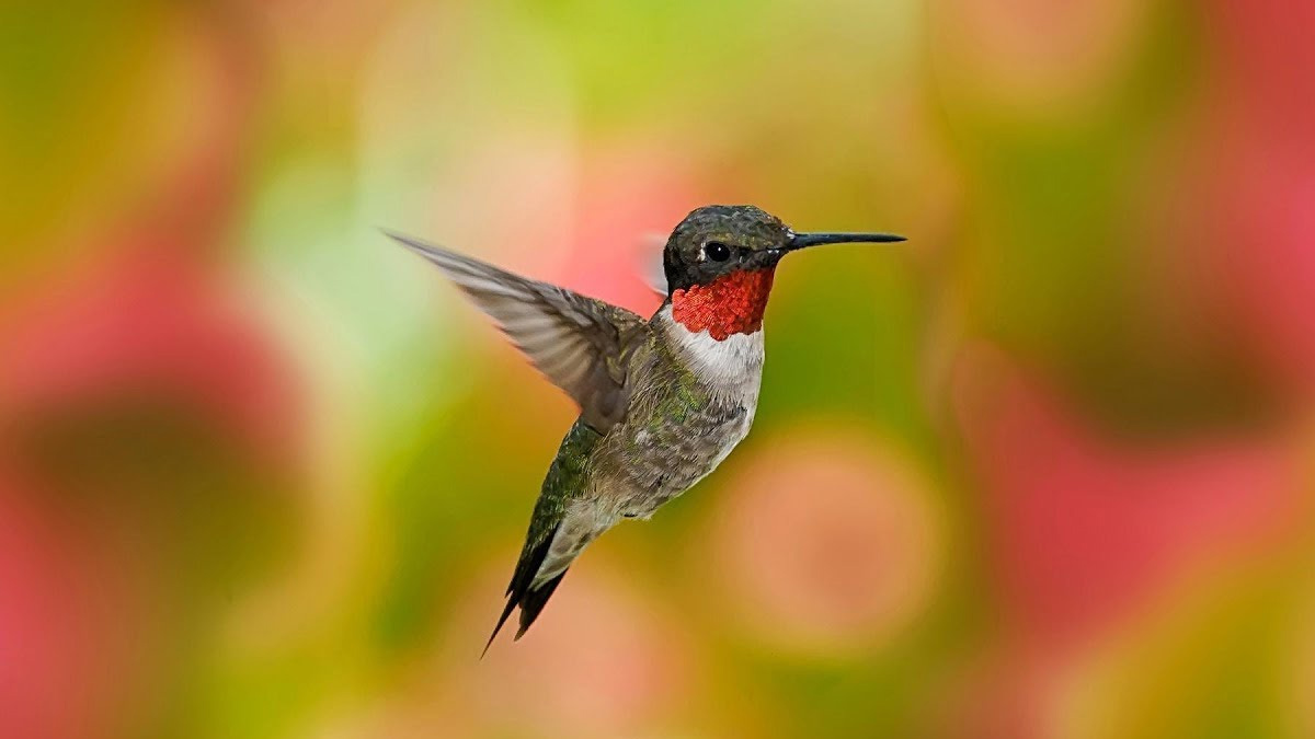 about world smallest birds