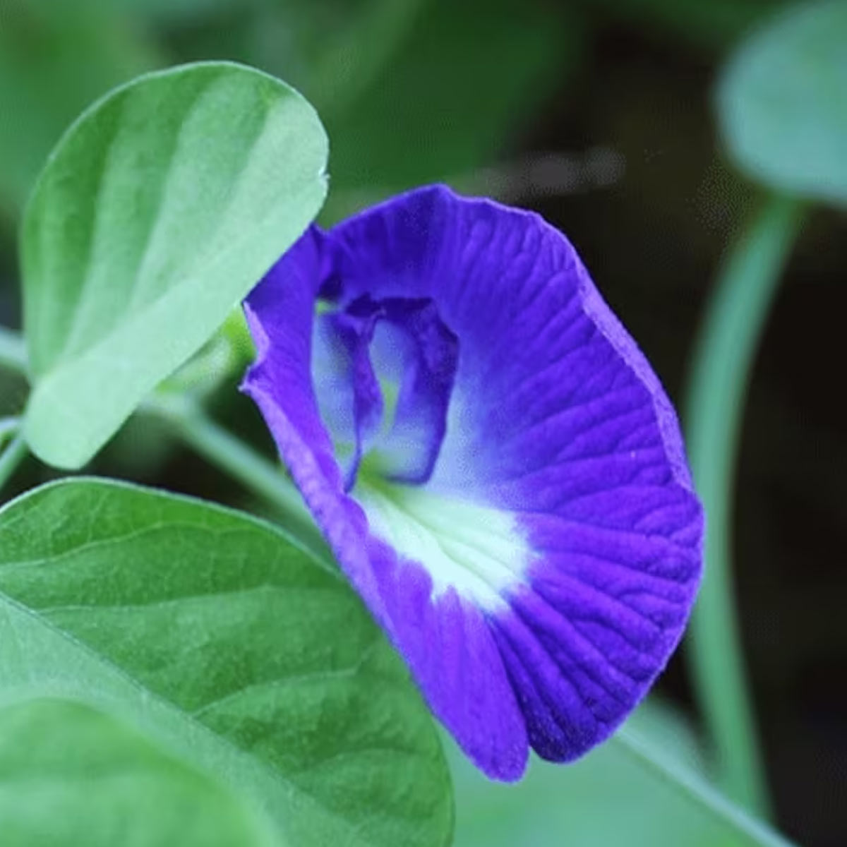 aparajita flower plant taking care