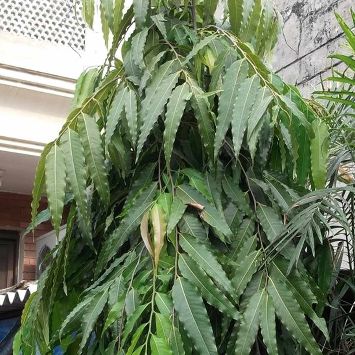 Ashok Tree घर में क्यों होना चाहिए अशोक का पेड़? जानें क्या कहता है