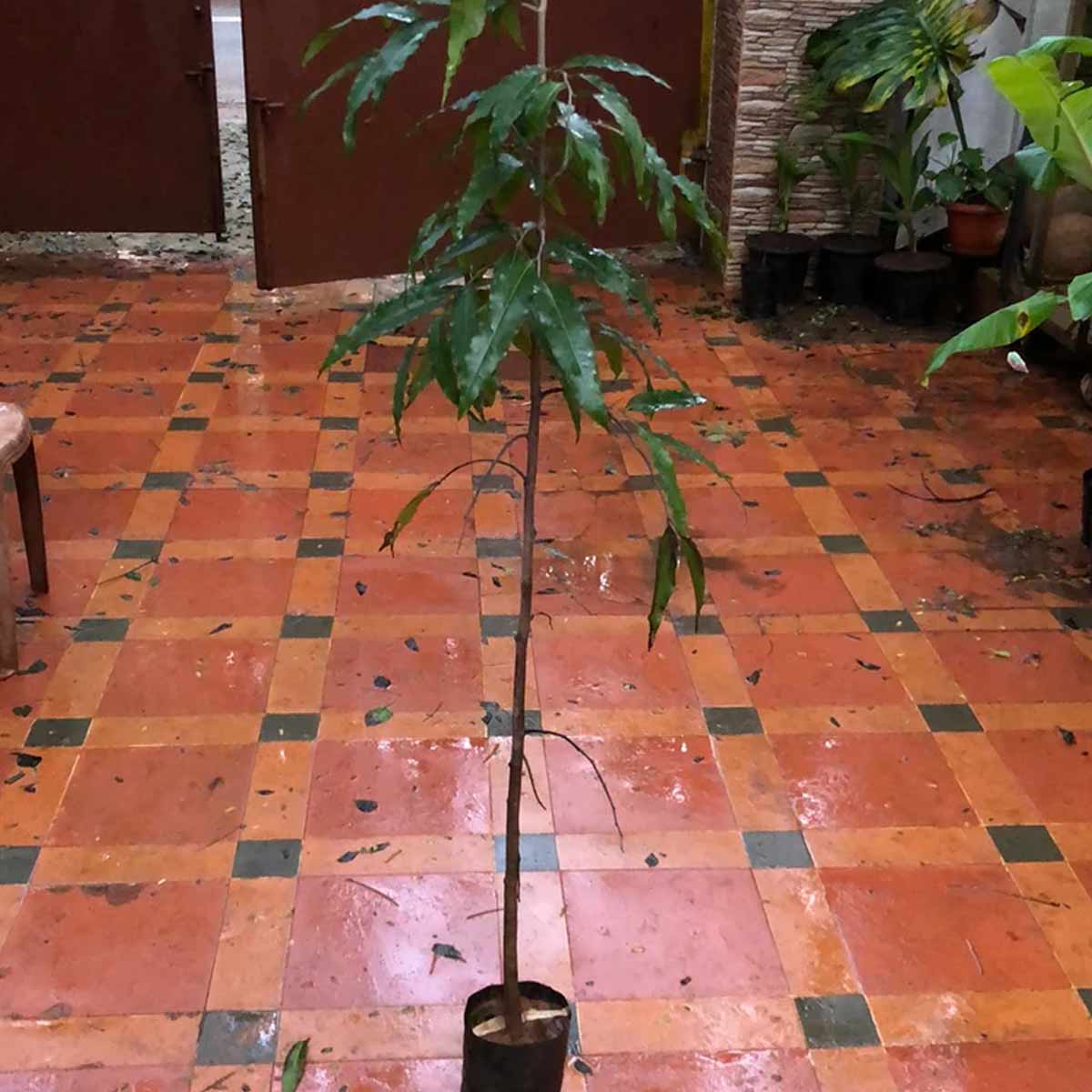 Ashok Tree घर में क्यों होना चाहिए अशोक का पेड़? जानें क्या कहता है वास्तु benefits and