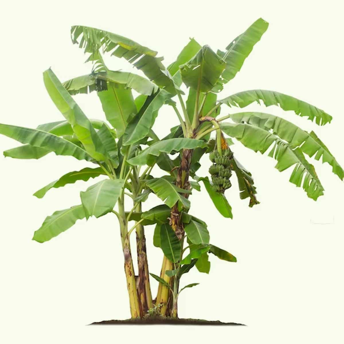 banana tree worship