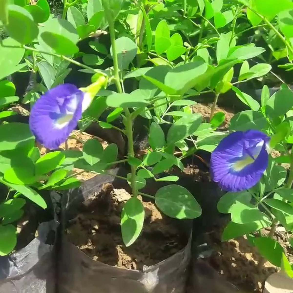 butterfly pea flower plant