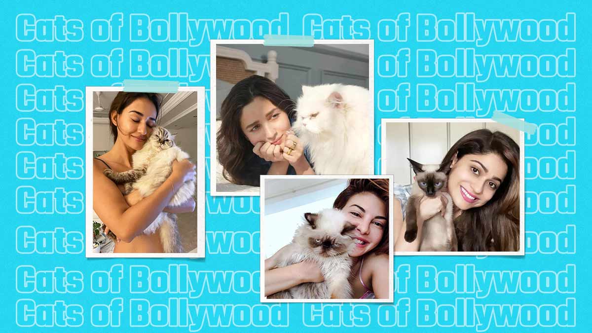 From Shamita Shetty to Alia Bhatt: Bollywood Celebs Who Are Cat Parents