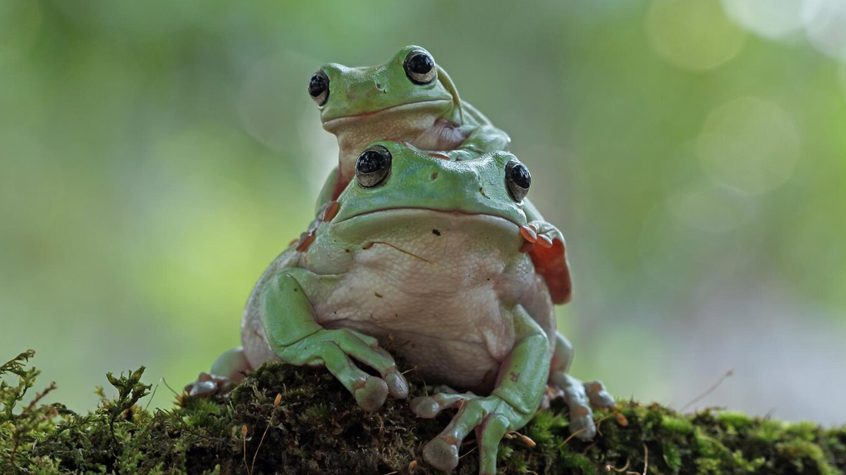 creatures live in water but never drink water in its entire life