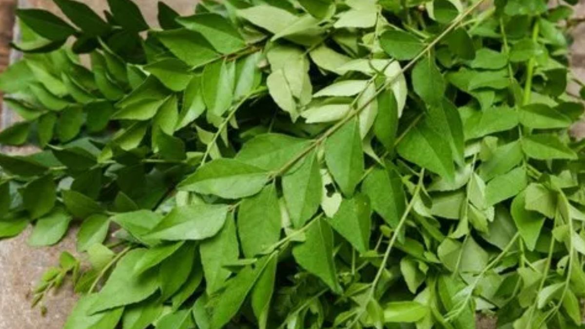 curry leaf