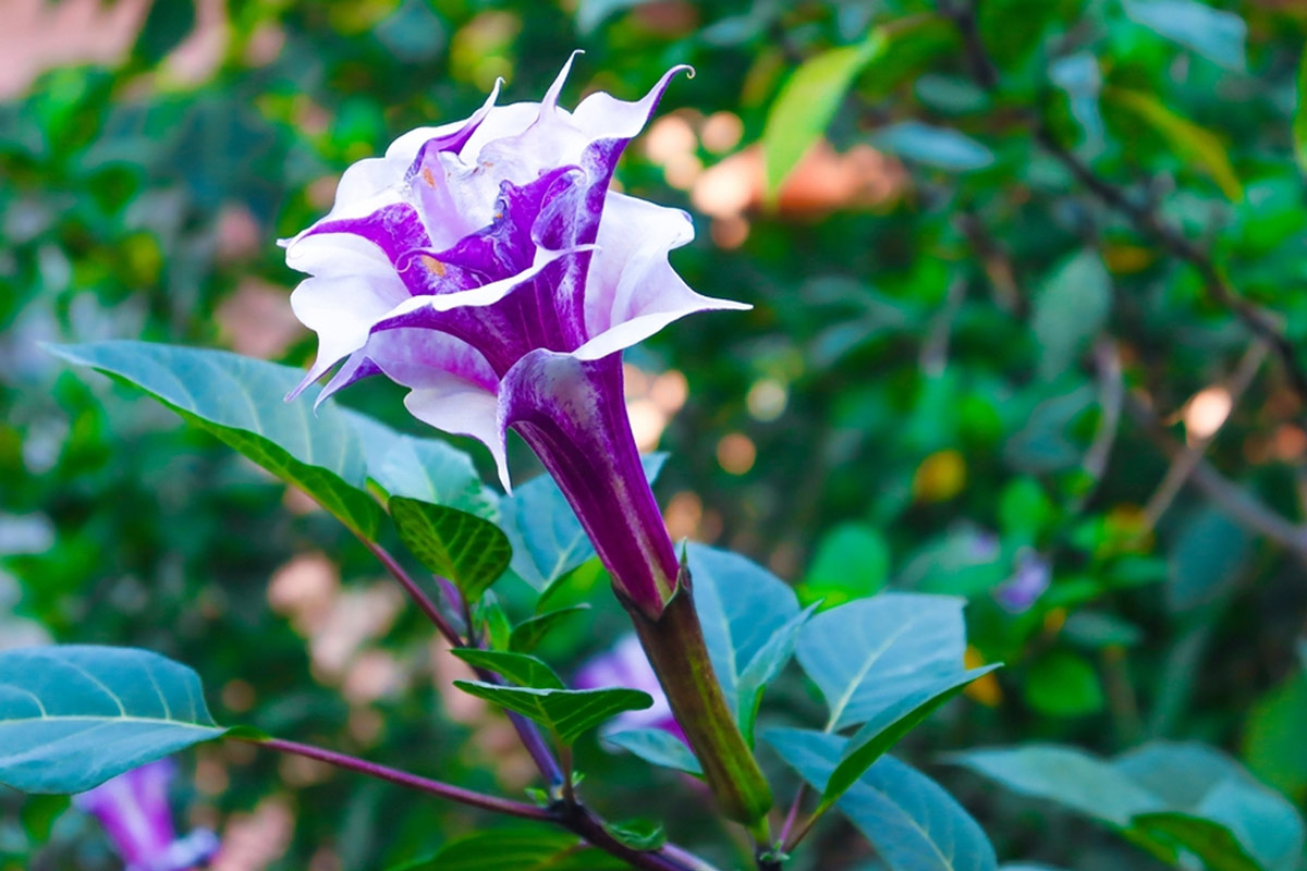 datura plants astro benefits