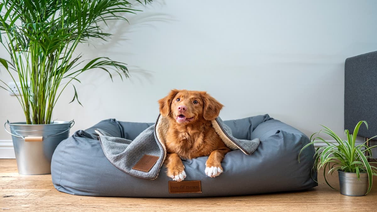 dog beds in india