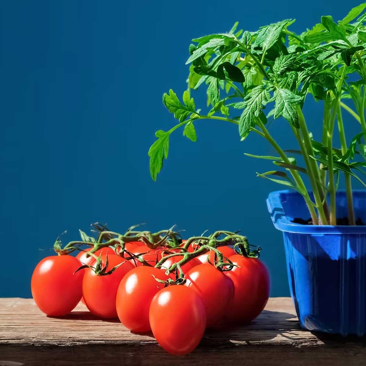 expensive tomatoes in history