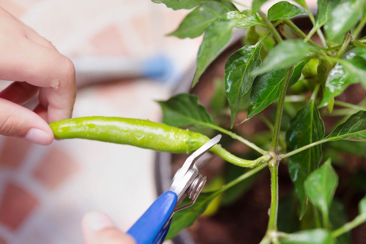 Into The Bloom: How To Grow Green Chillies At Home | HerZindagi