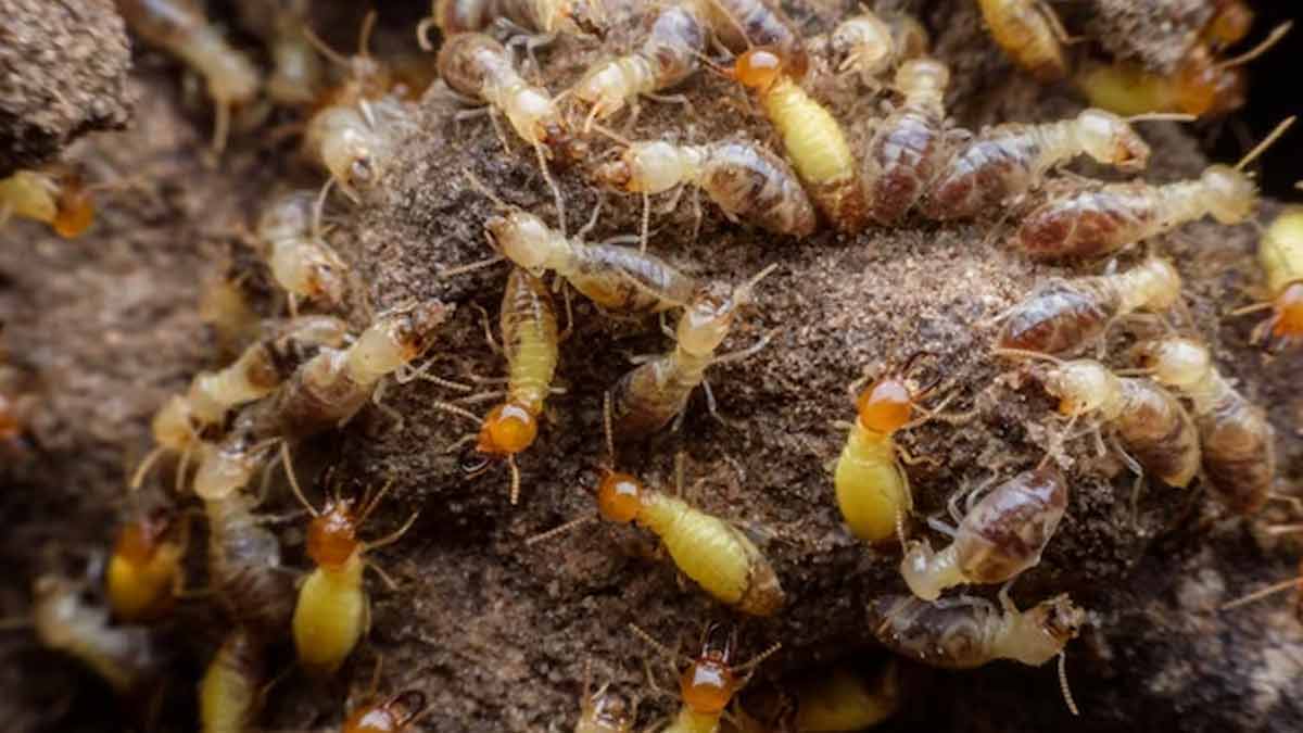 how to get rid of termites permanently