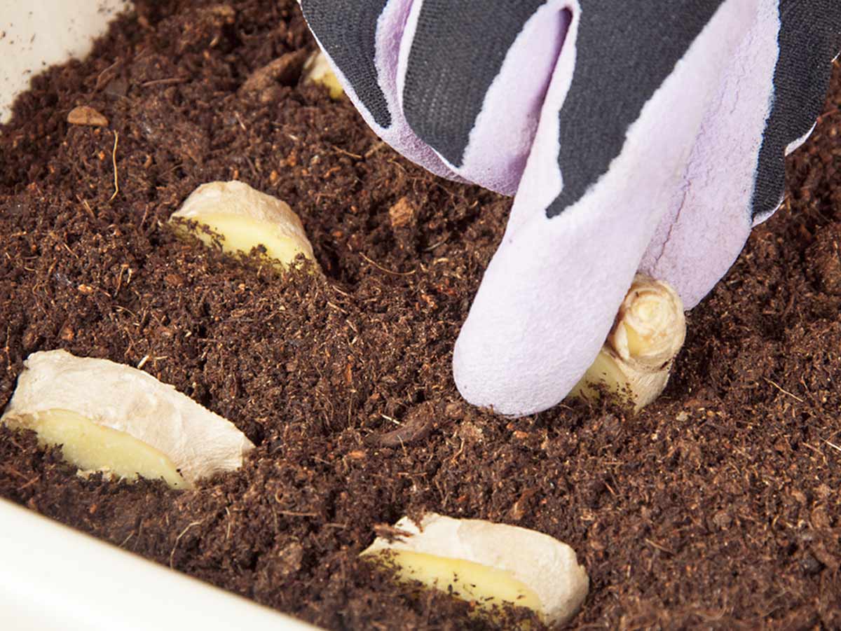 Into the bloom how to grow ginger at home with ginger roots herzindagi