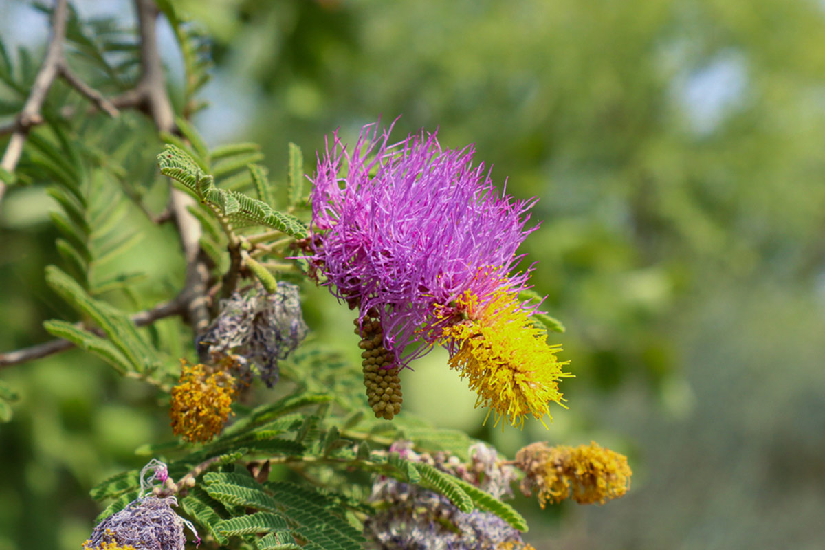 jand plant astro benefits