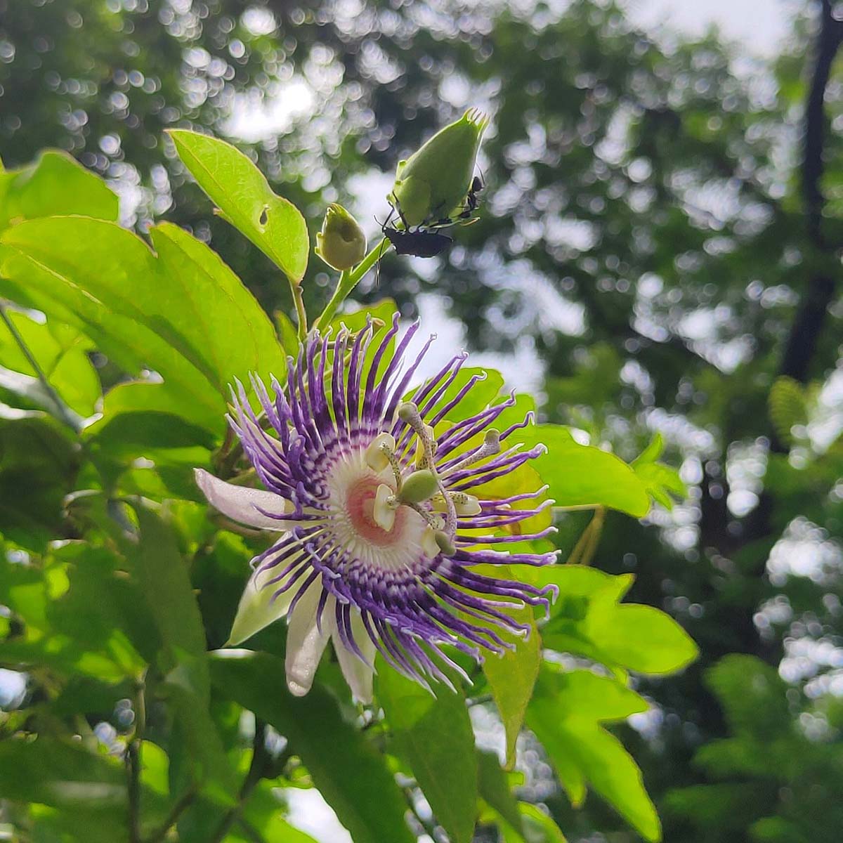 kaurav pandav ka phool