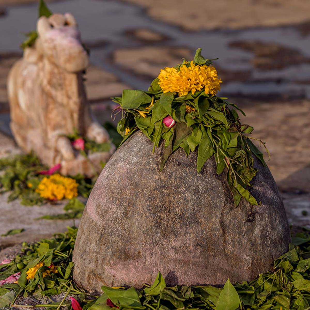 kaurav pandav ke phool ke bare mein