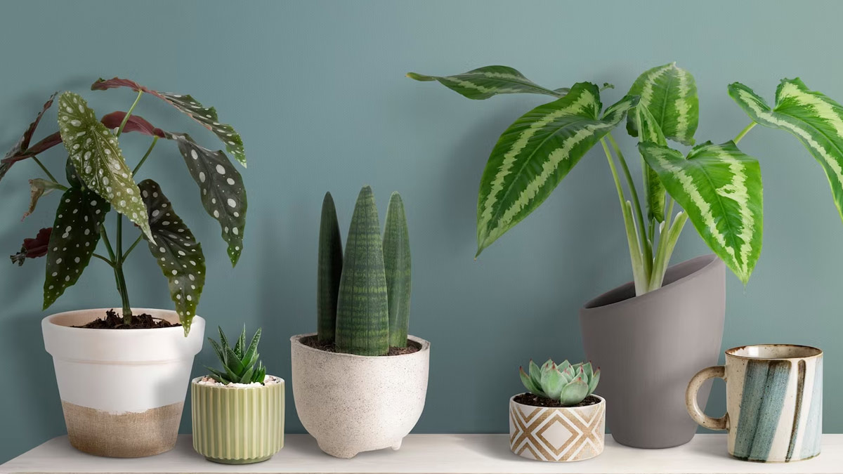 lack of sunlight turns yellow leaves