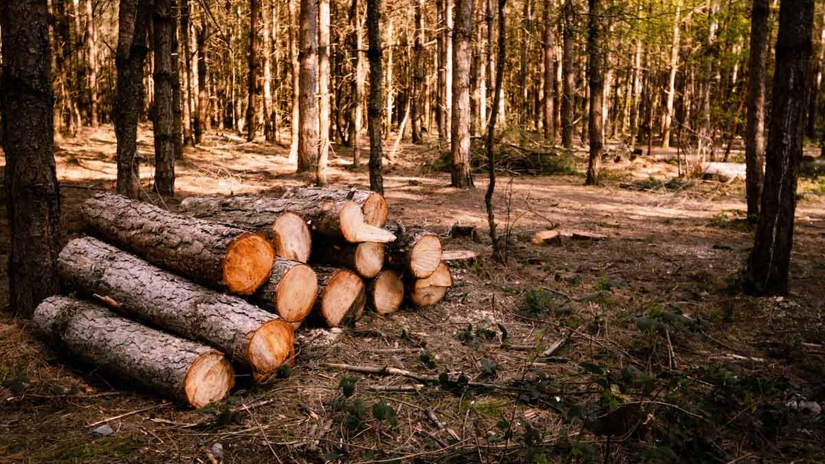 list of most expensive woods for furniture