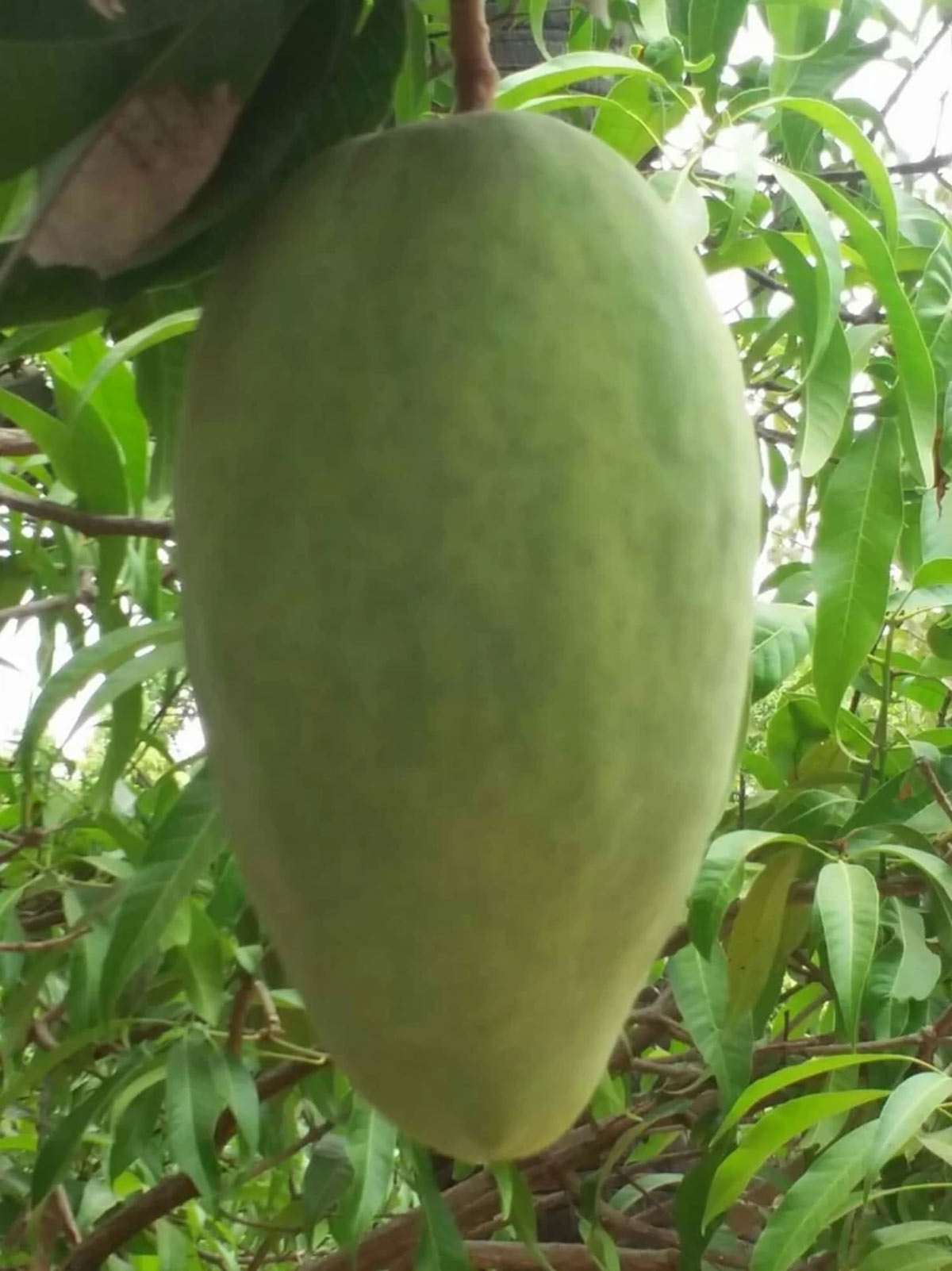 mango plant variety