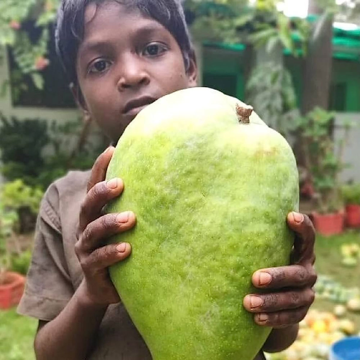 mango varieties in india