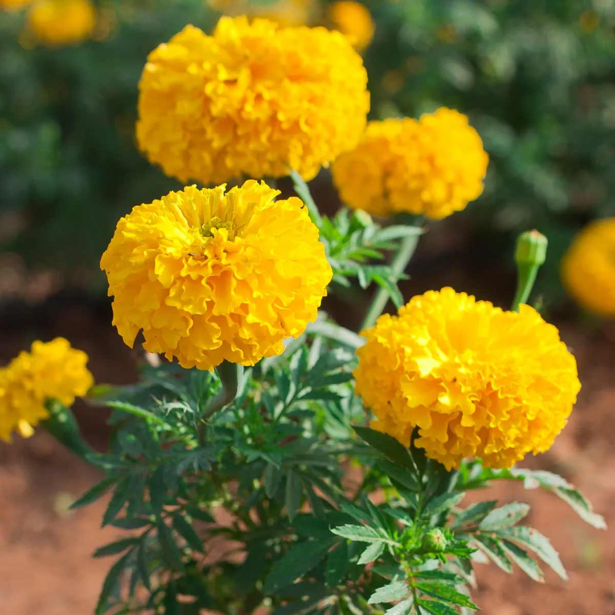 marigold plant