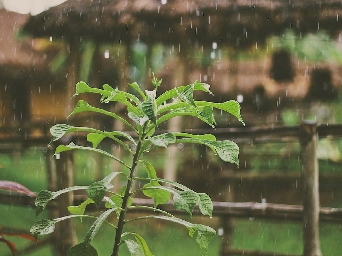 rain-captions-for-instagram-dancing-in-the-rain-unlocking-the-most