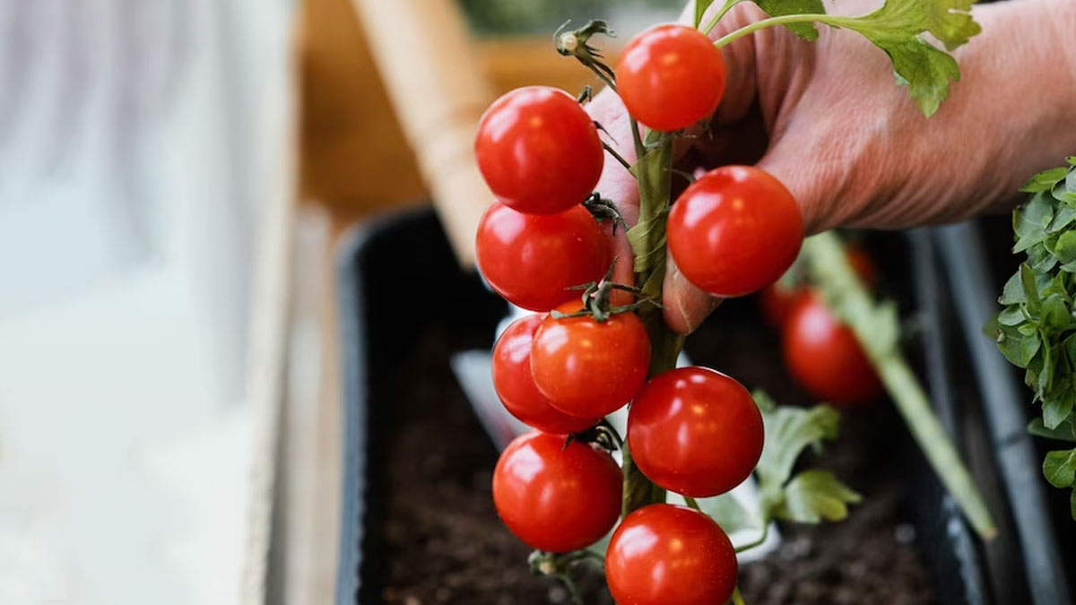 जानें 3 करोड़ रुपये प्रति किलो बिकने वाले टमाटर के बीज की खासियत know