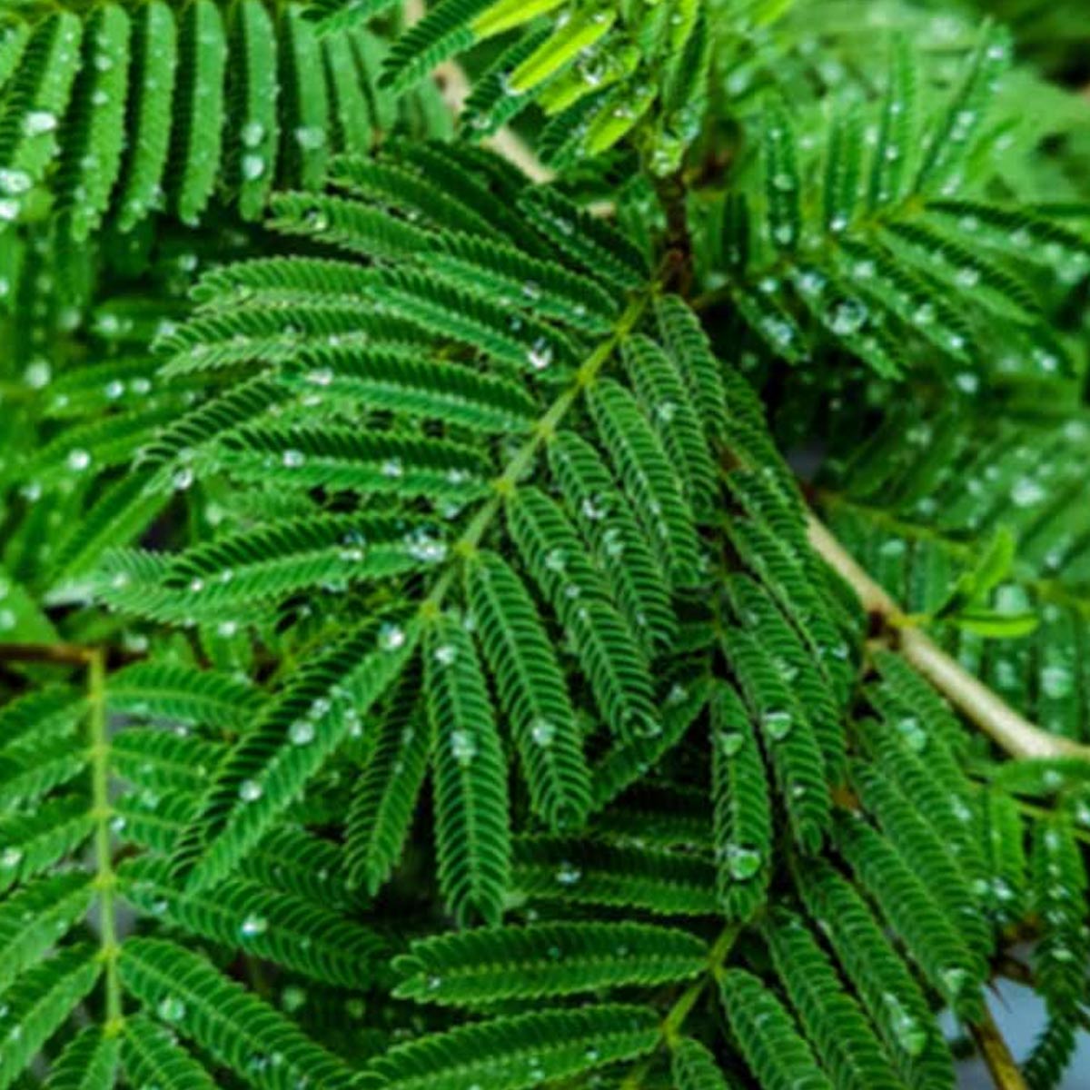 never pluck shami leaves during eclipse