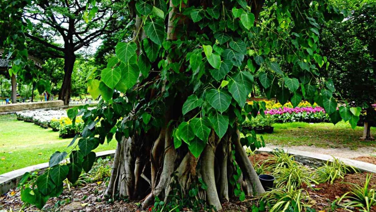 peepal tree near home