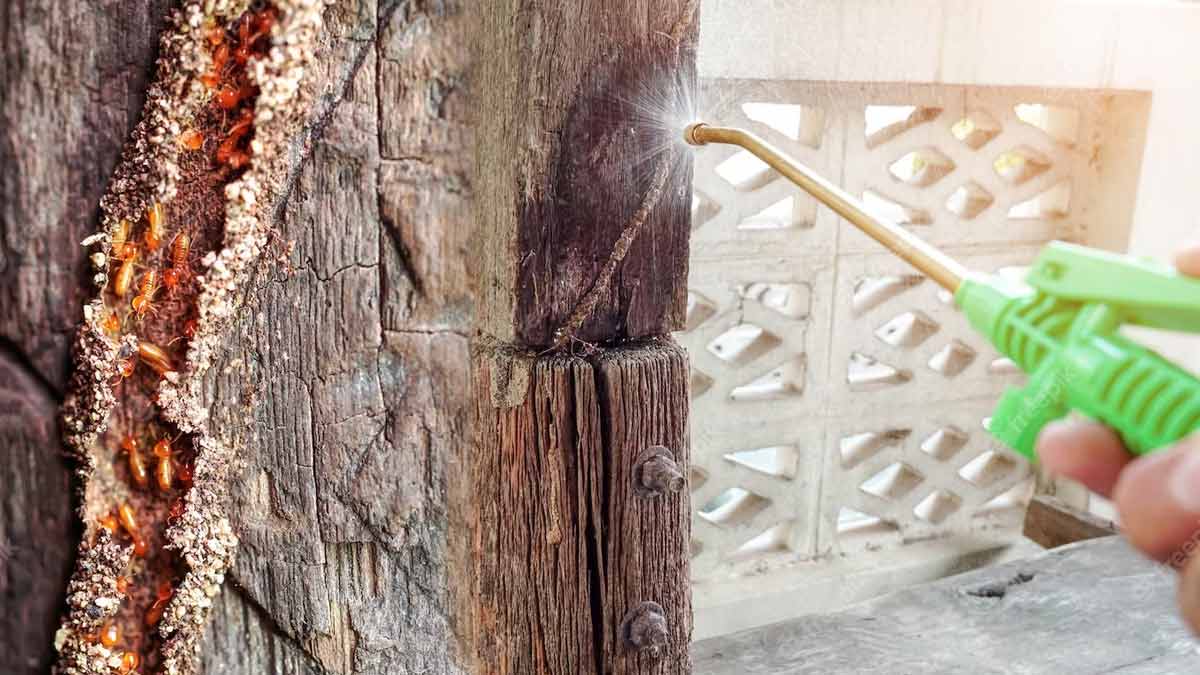  protect my house from termites