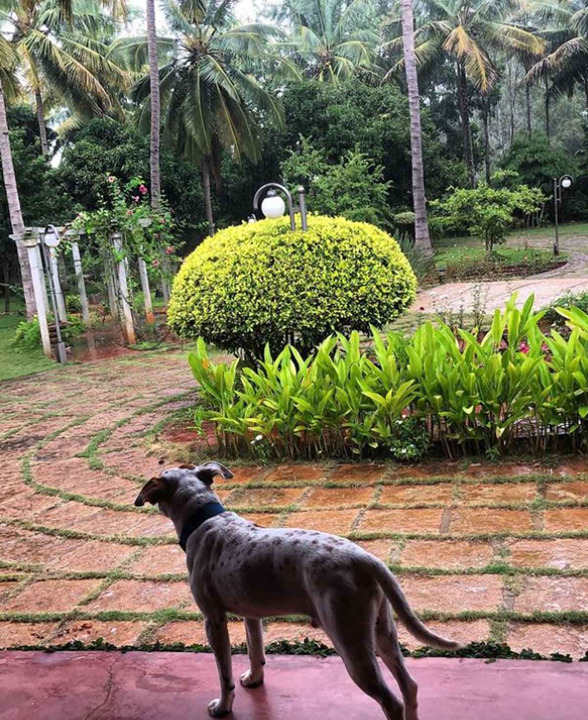 ram charan house garden