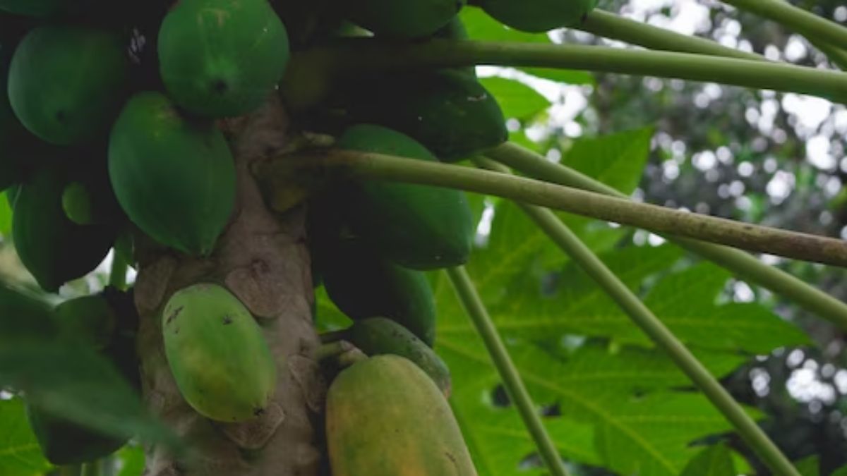 Irregular Periods மாதவிடாய் சரியாக வரவில்லையா!! கவலை வேண்டாம் இந்த