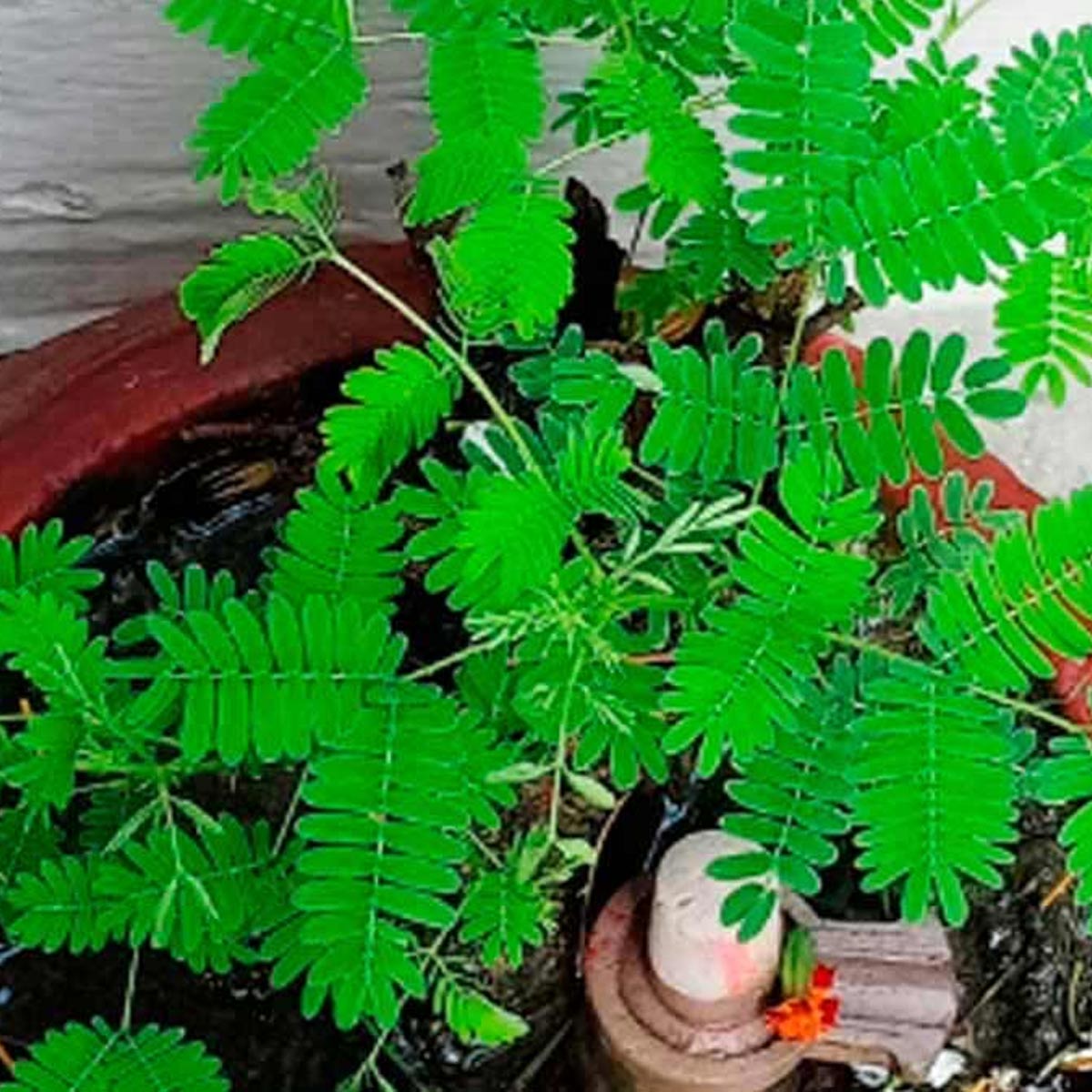 shami leaves astro remedies