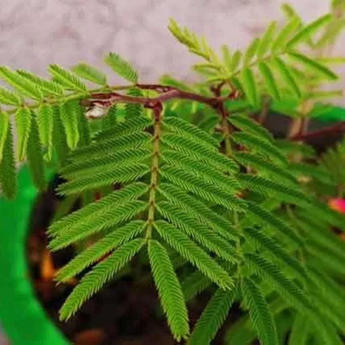 shami plant astro tips