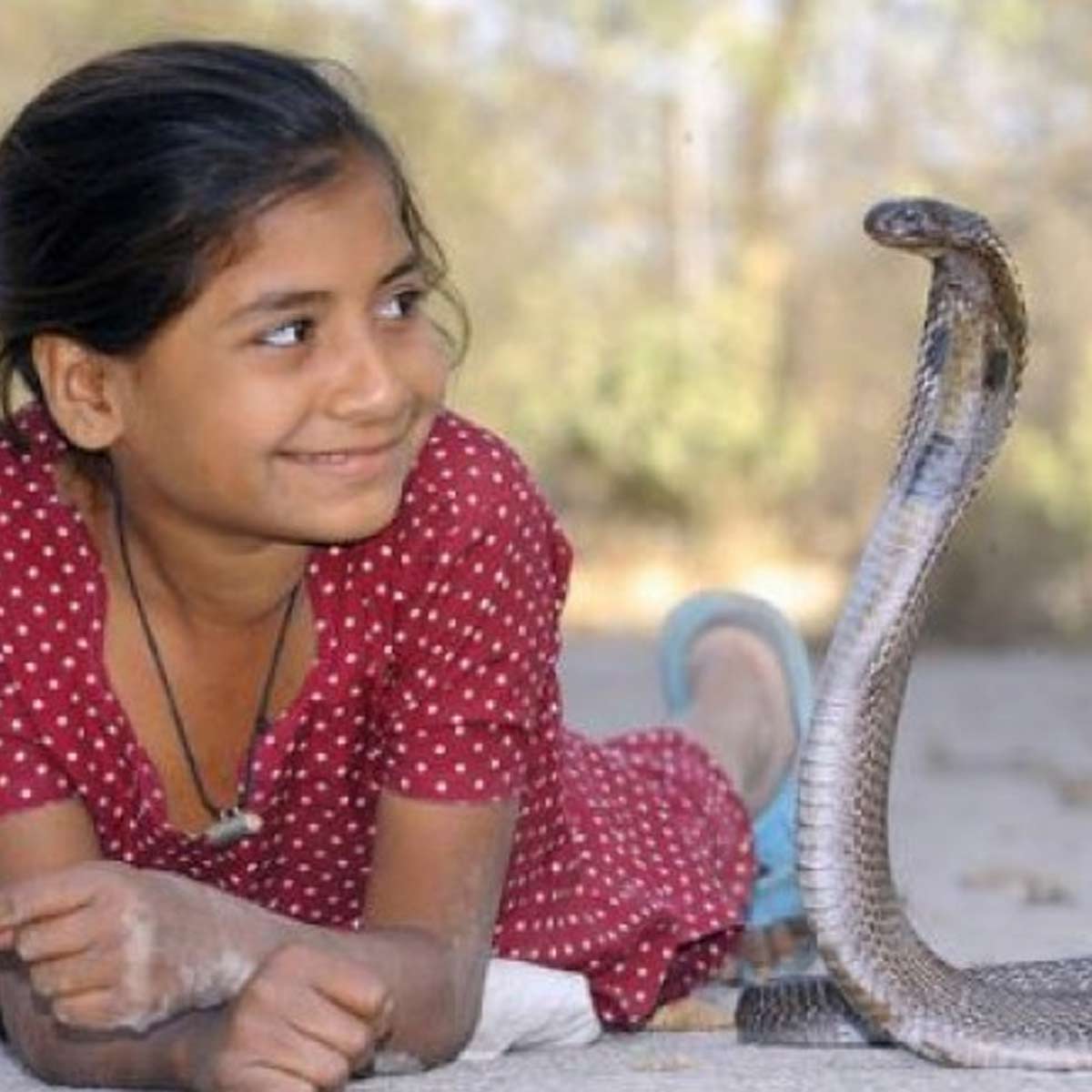 shetphal village where snakes and humans live together