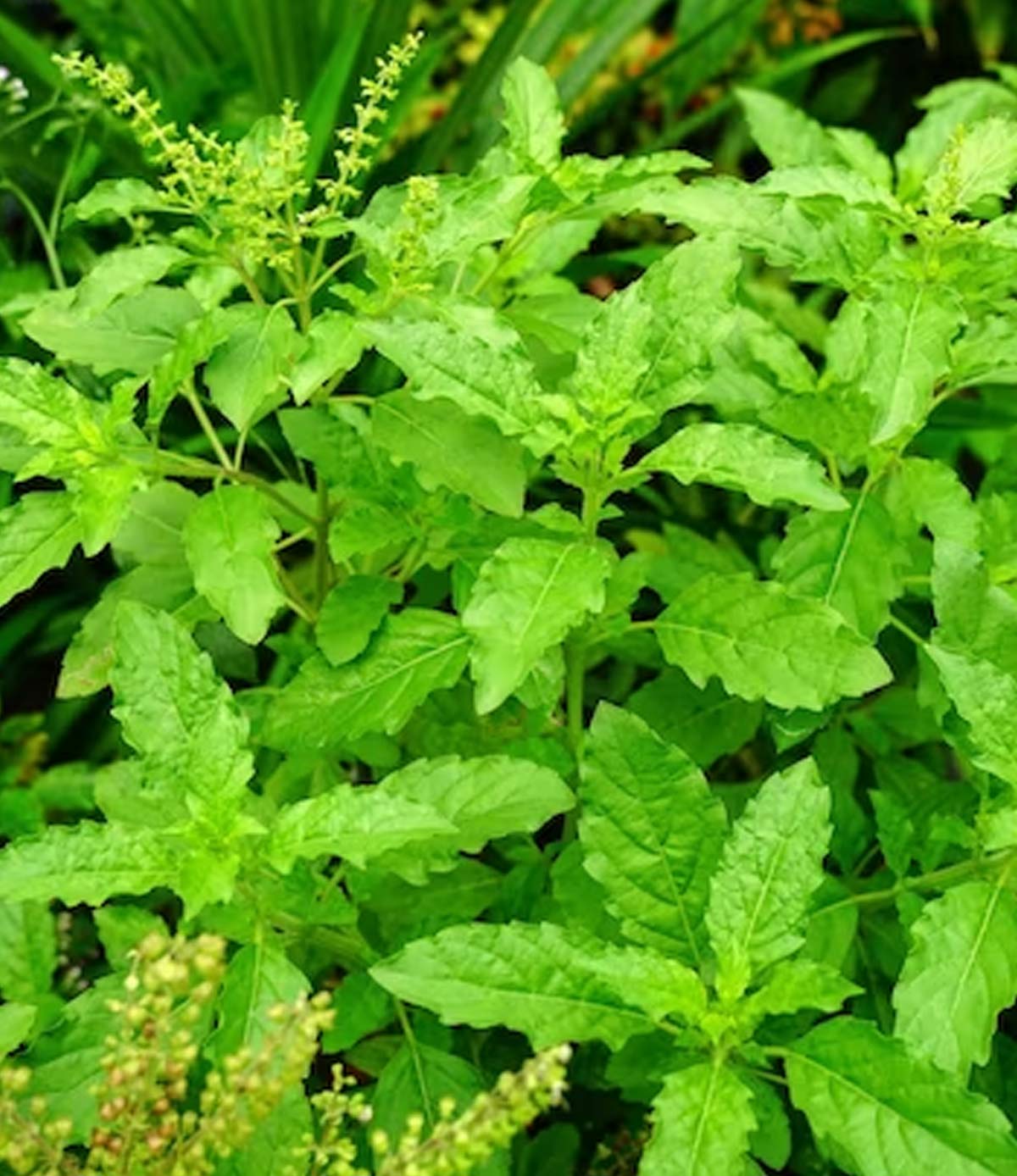 tulsi to purify blood