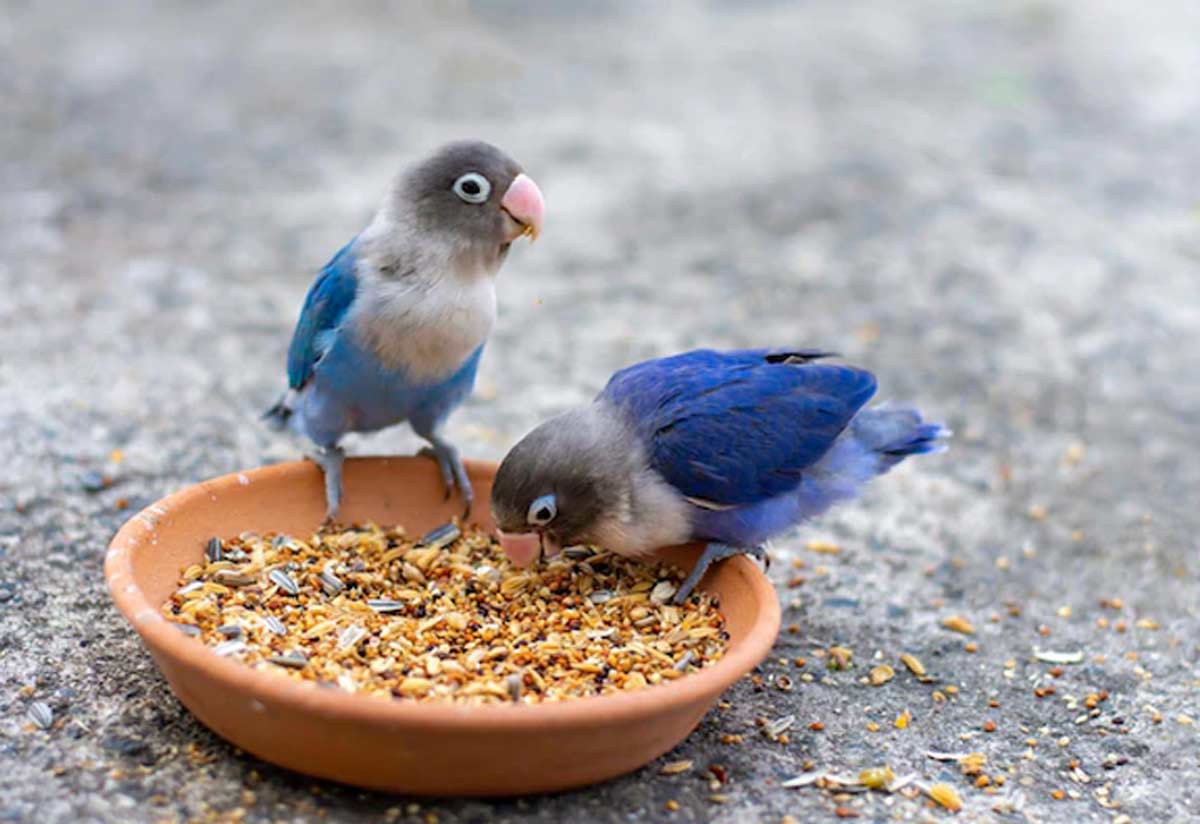 visa confirmation vastu remedies