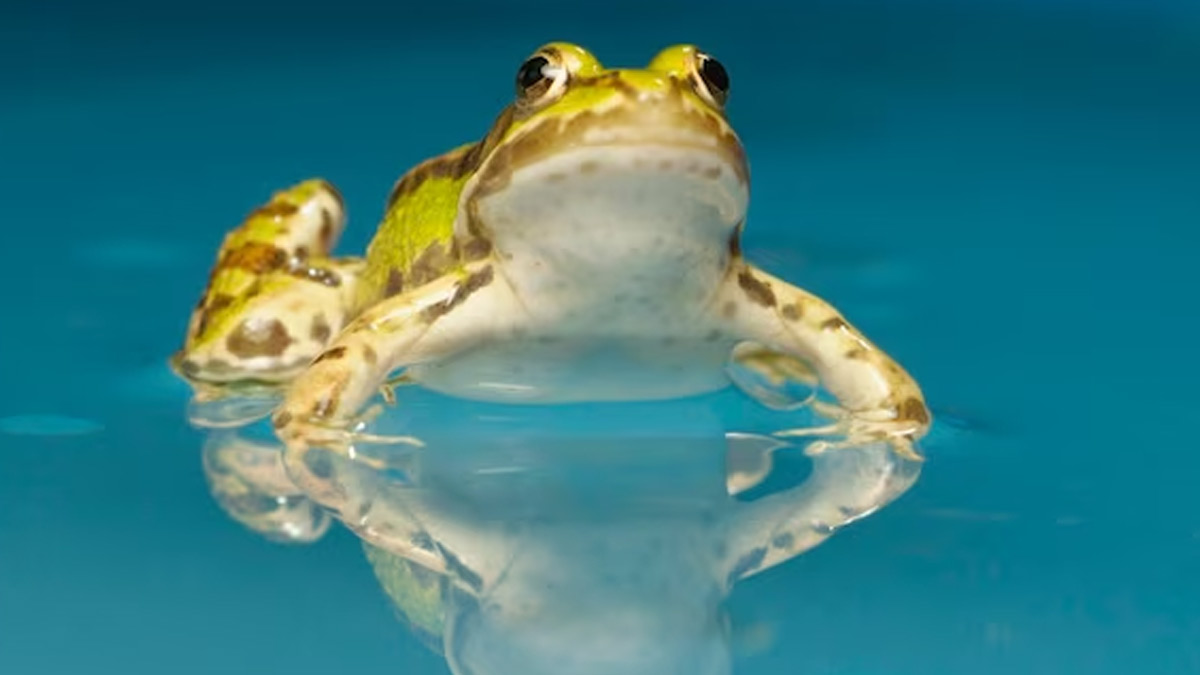 which creatures live in water but never drink water in its entire life